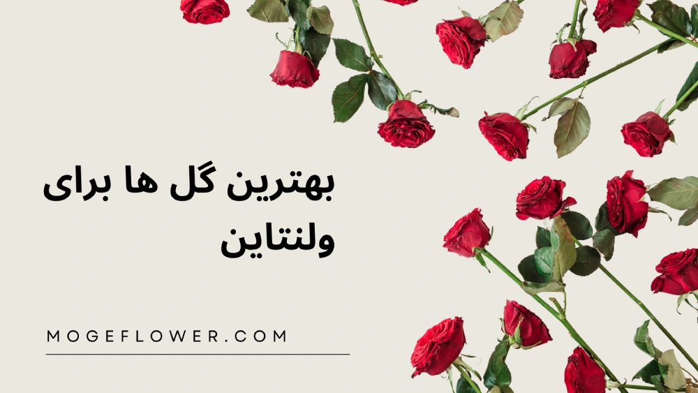 بهترین گل ها برای ولنتاین