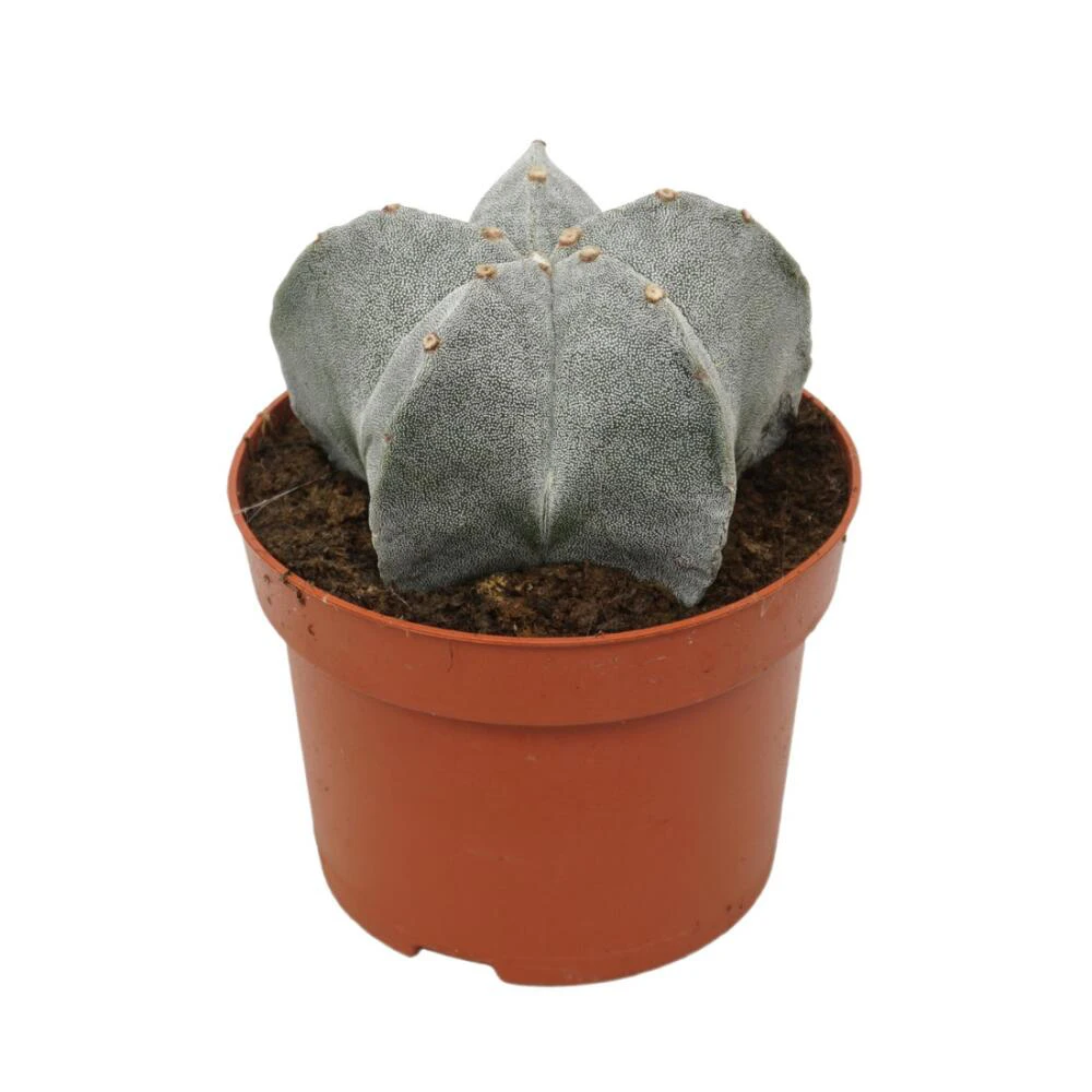 آستروفیتوم (Astrophytum)