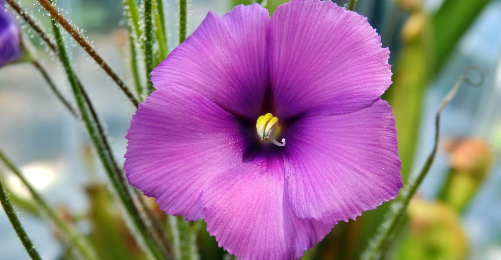 گیاهان گوشتخوار
