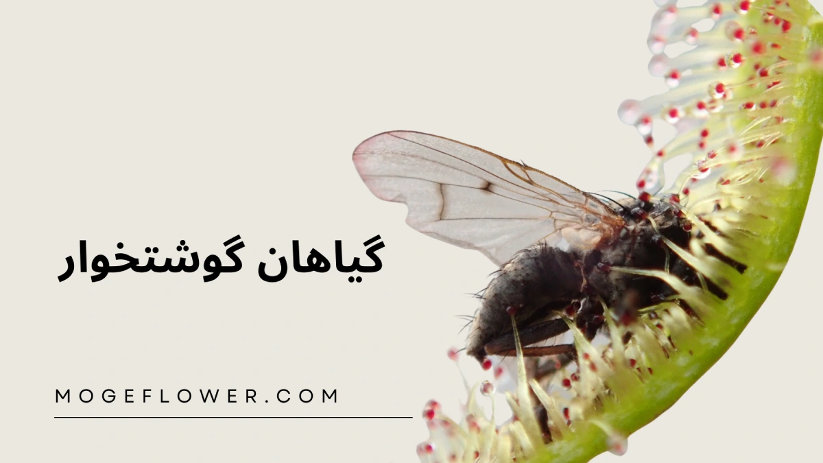 گیاهان گوشتخوار