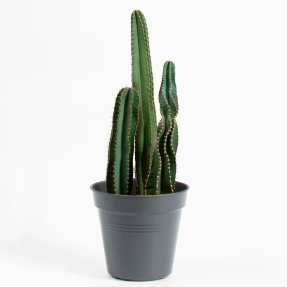 سرئوس (Cereus)
