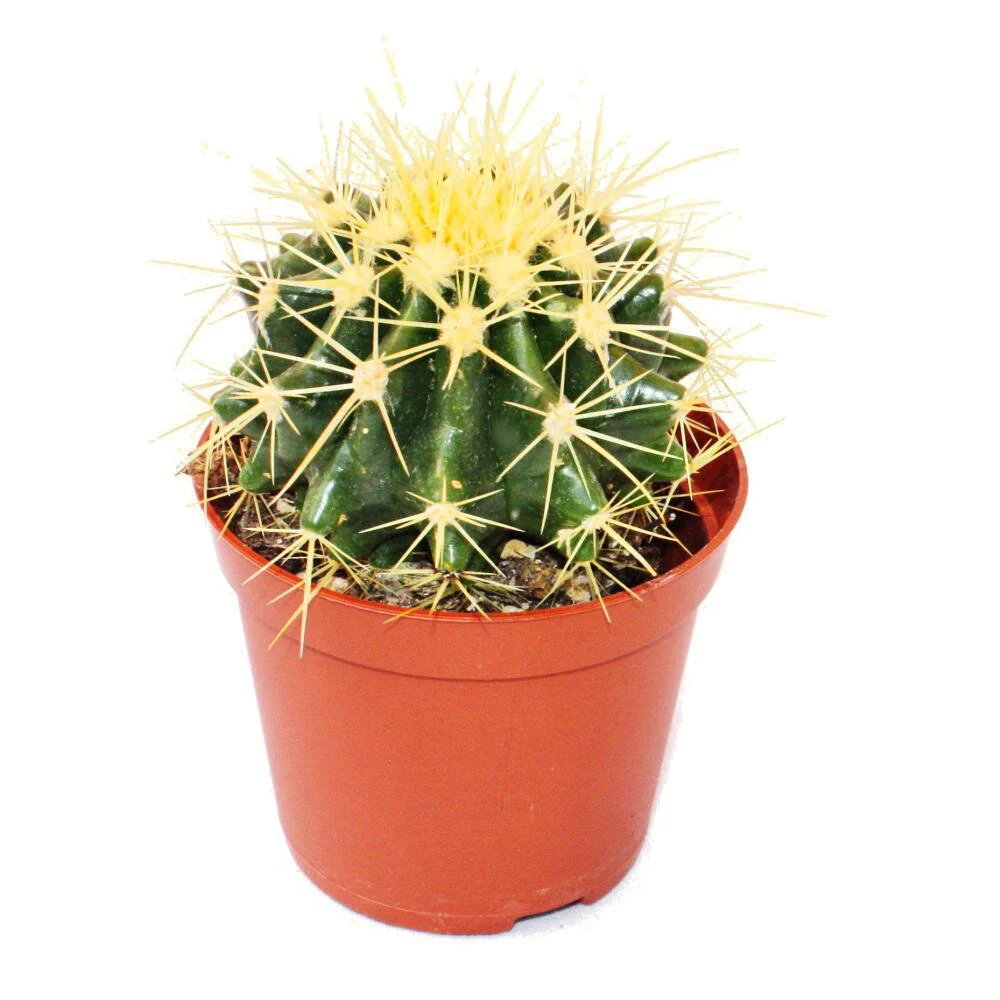 اچینوکاكتوس (Echinocactus)