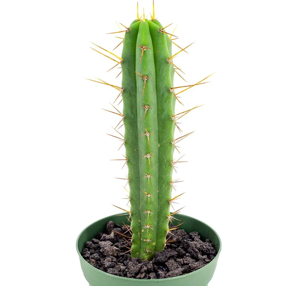 اچینوپسیس (Echinopsis)