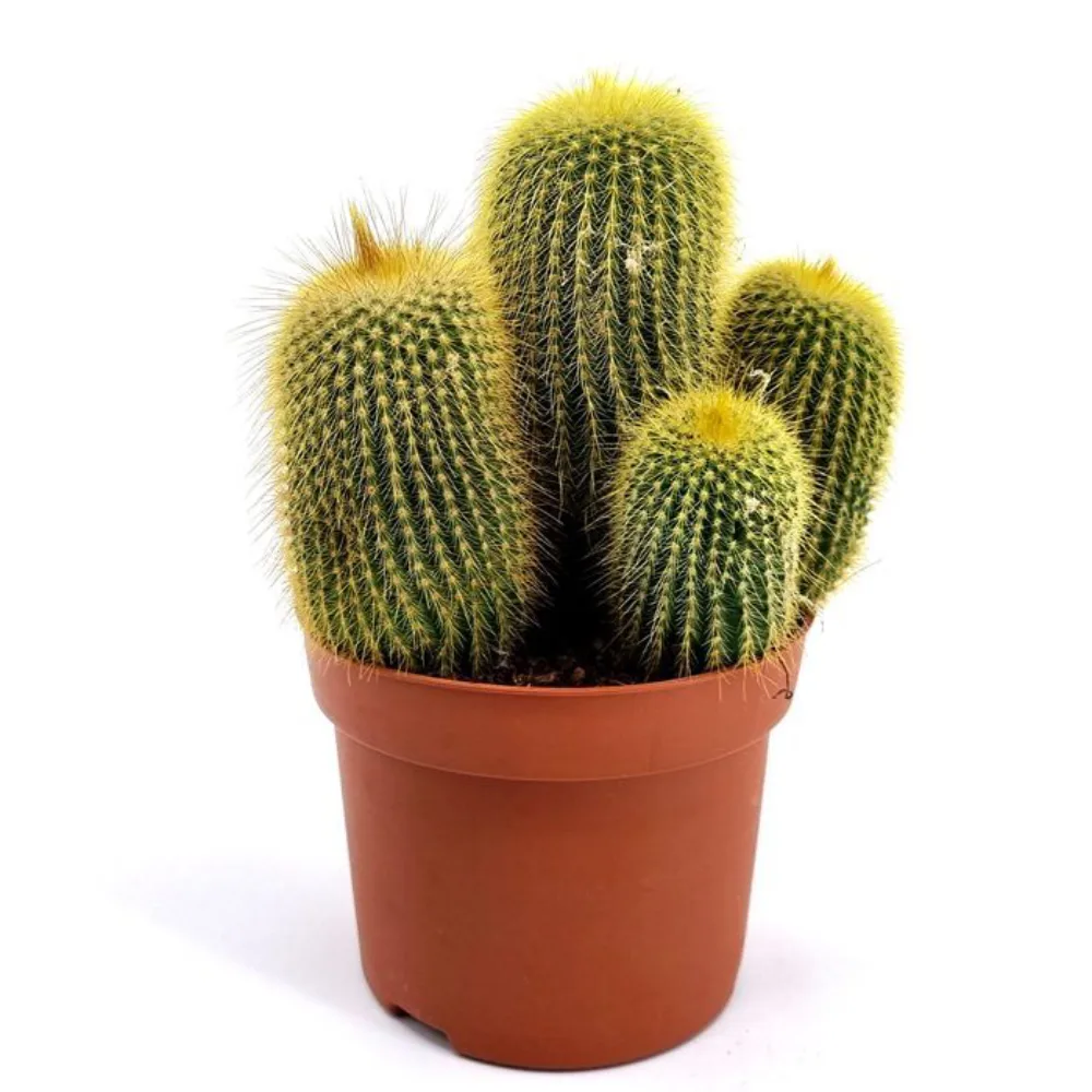 ایریسیه (Eriocactus)