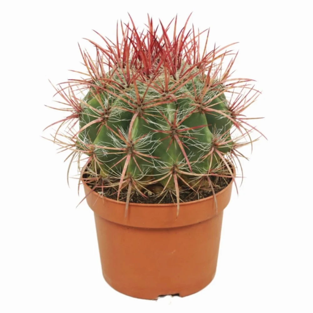 فروکاکتوس (Ferocactus)
