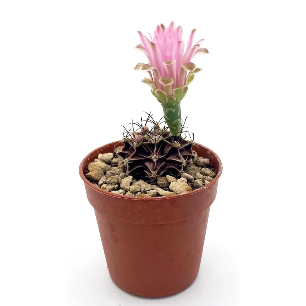 ژیمنوکالیسیوم (Gymnocalycium)