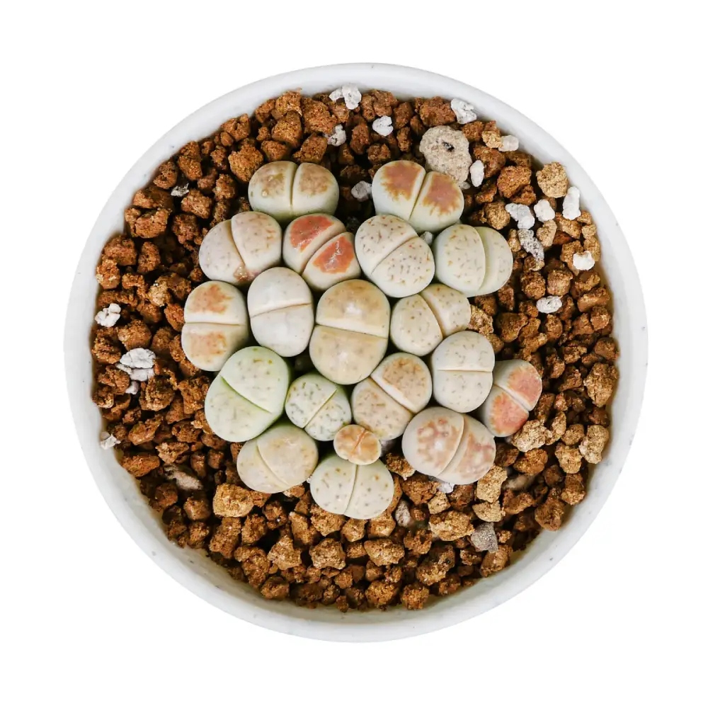 لیتوپس (Lithops)