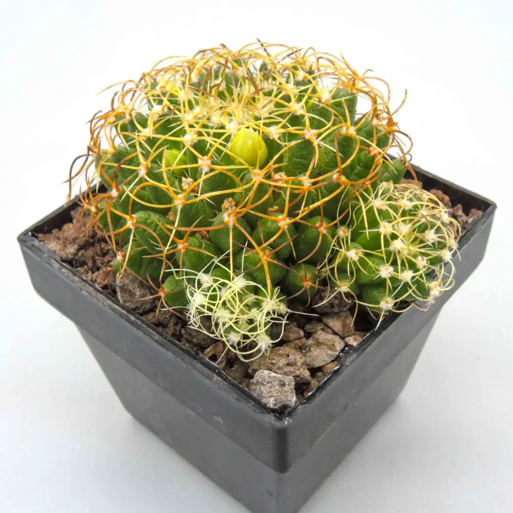 مامیلاریا (Mammillaria)