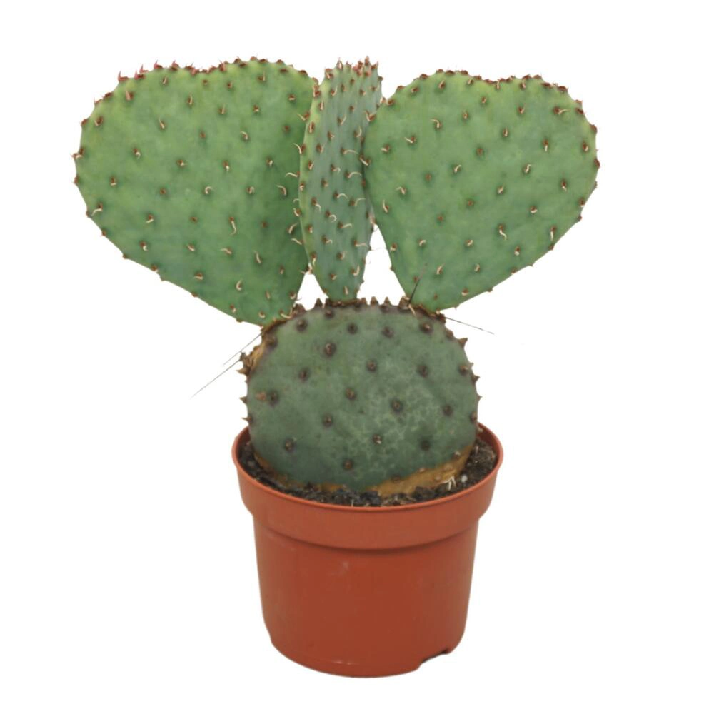 اپونتیا (Opuntia)