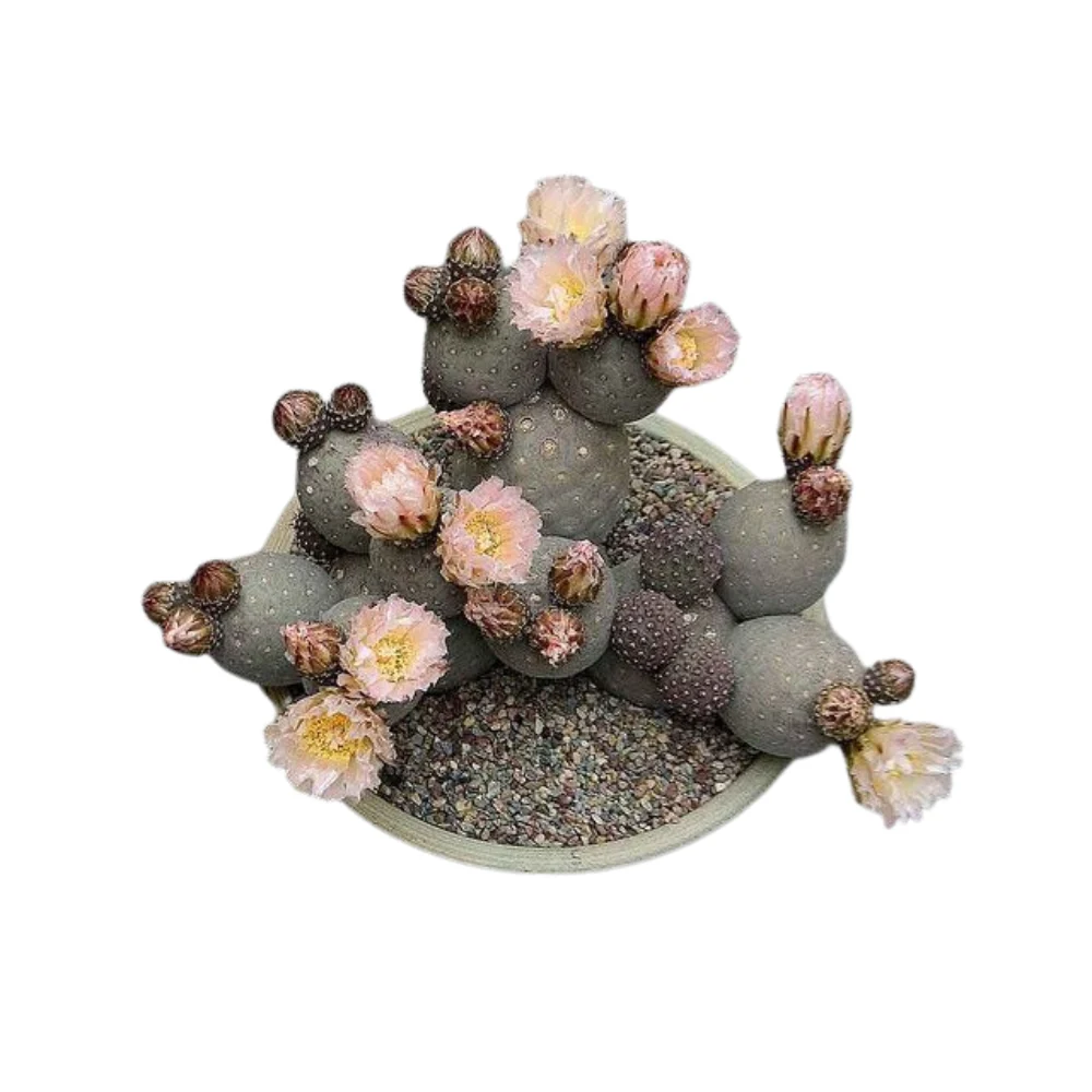 تافروس (Tefros)
