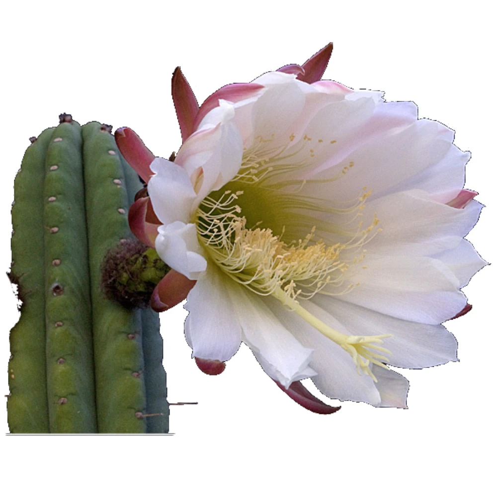 تریکوساکوس (Trichocereus)