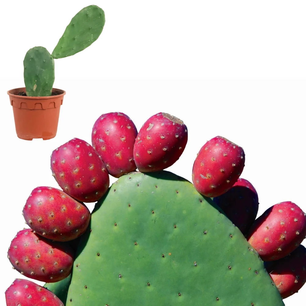 نوپال (Nopal)