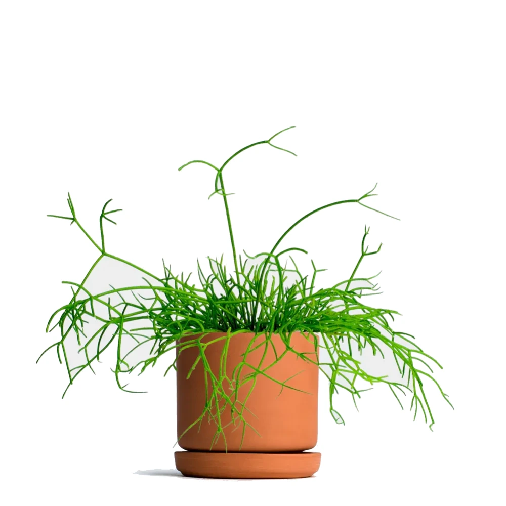 ریبوسالیس (Rhipsalis)