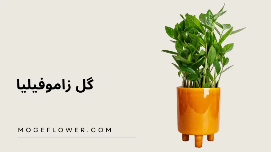 گل زاموفیلیا