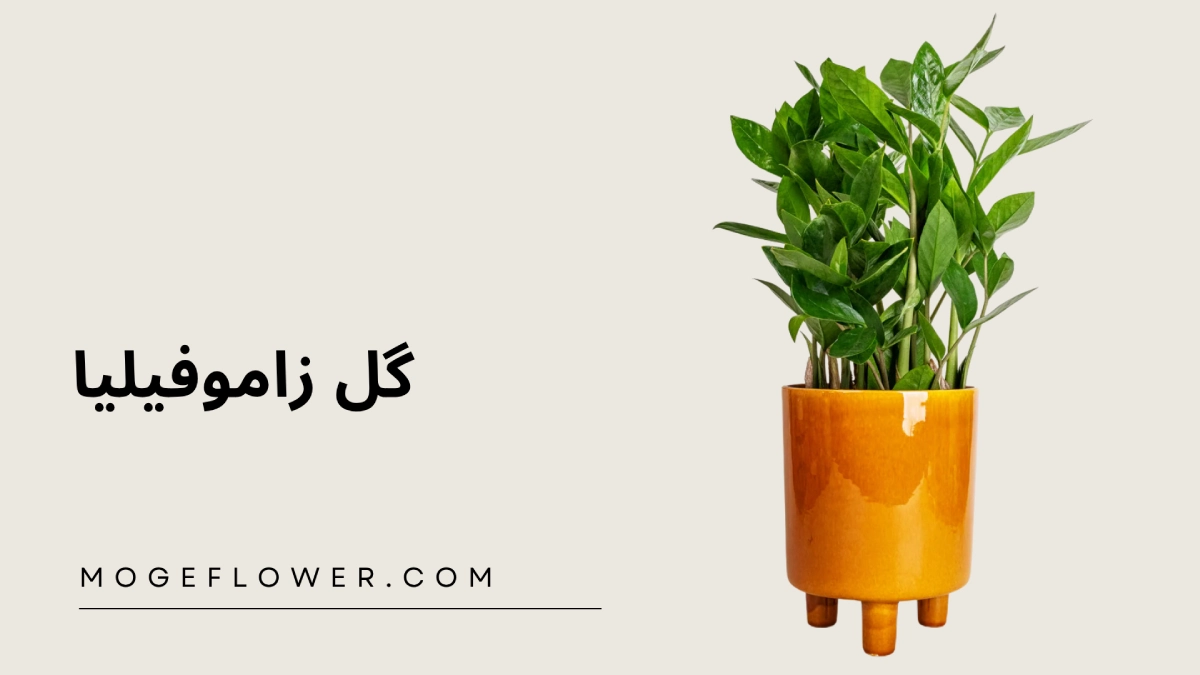 گل زاموفیلیا
