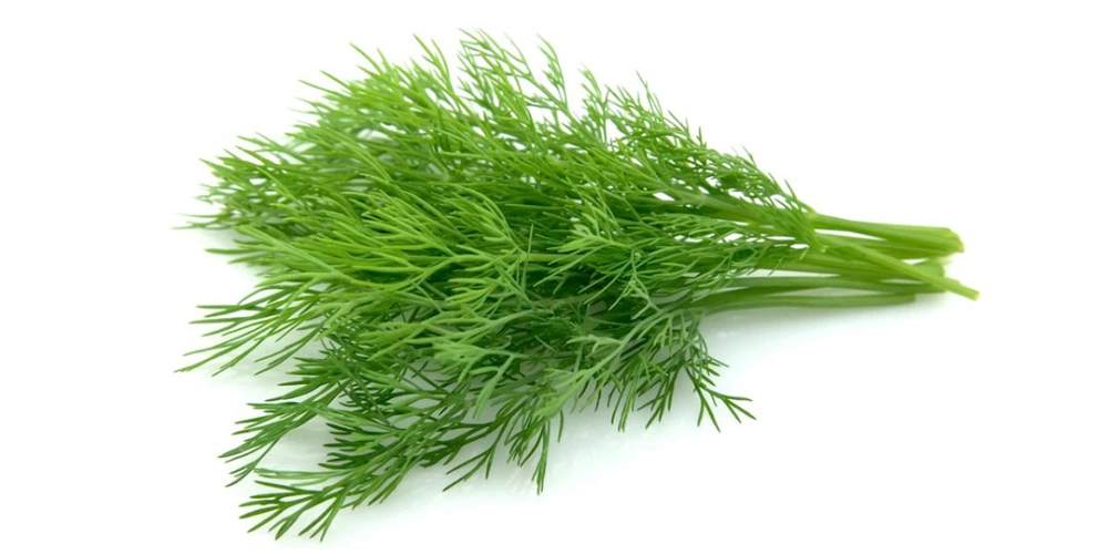 گیاهان دارویی قابل پرورش در خانه