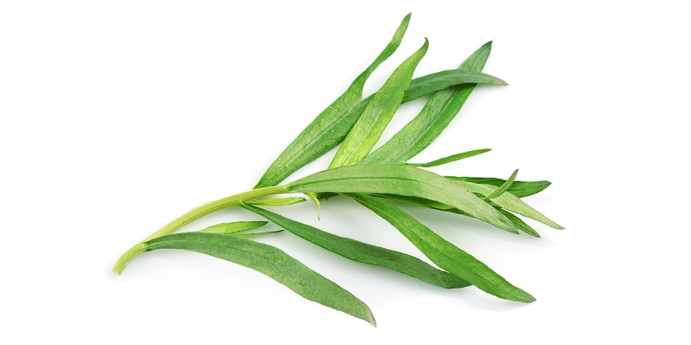 گیاهان دارویی قابل پرورش در خانه
