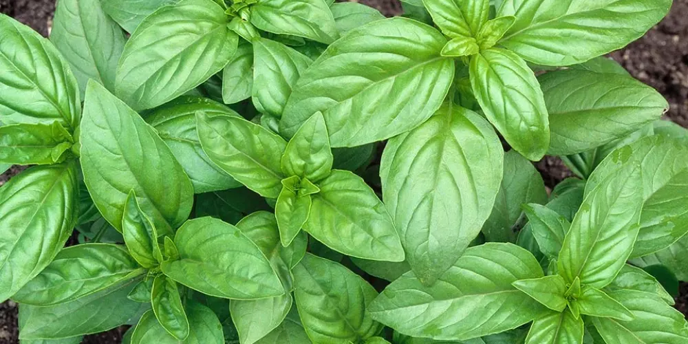 گیاهان دارویی قابل پرورش در خانه