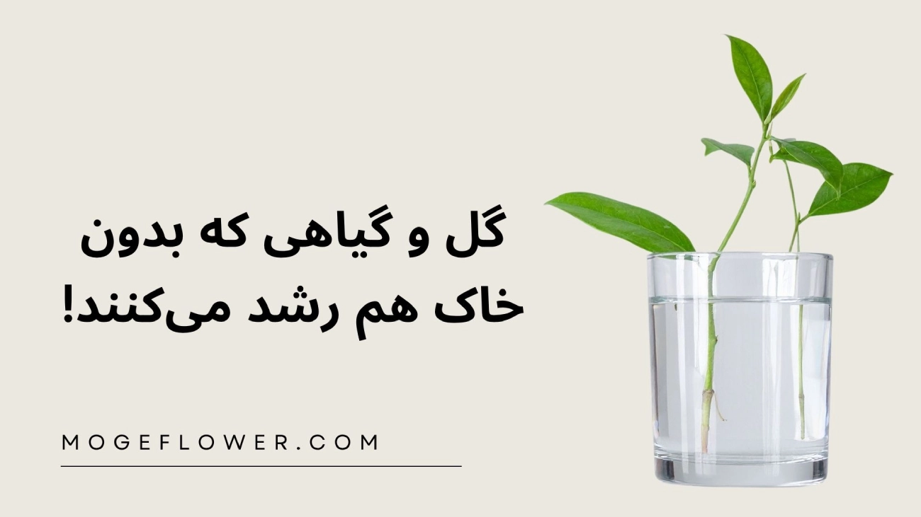 گل و گیاهی که بدون خاک هم رشد می‌کنند