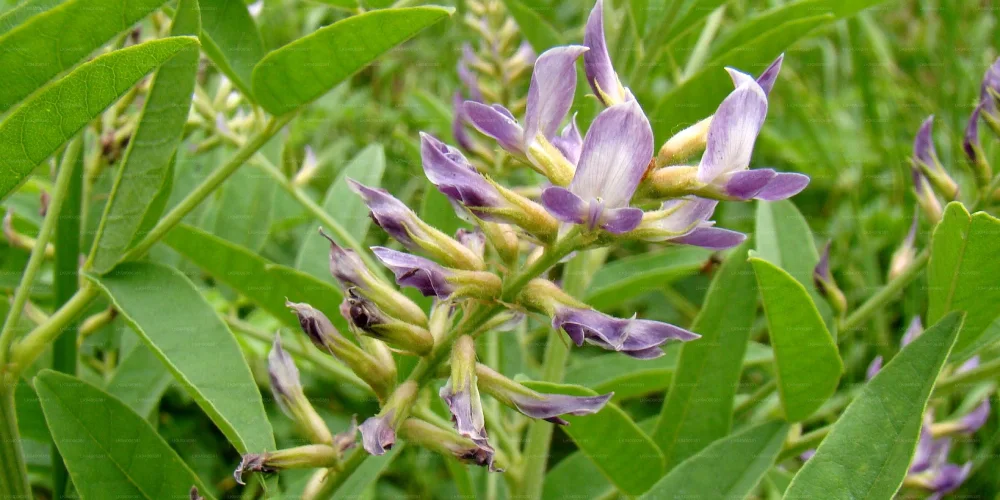 گیاهان دارویی قابل پرورش در خانه