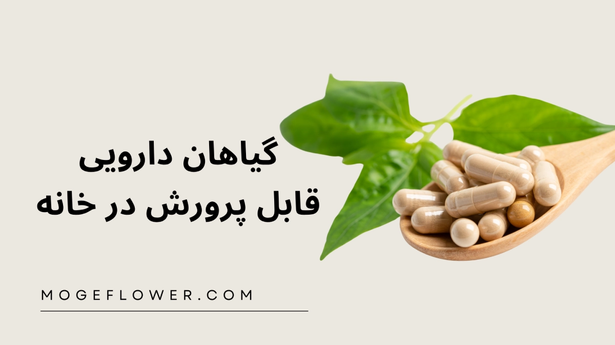 گیاهان دارویی قابل پرورش در خانه