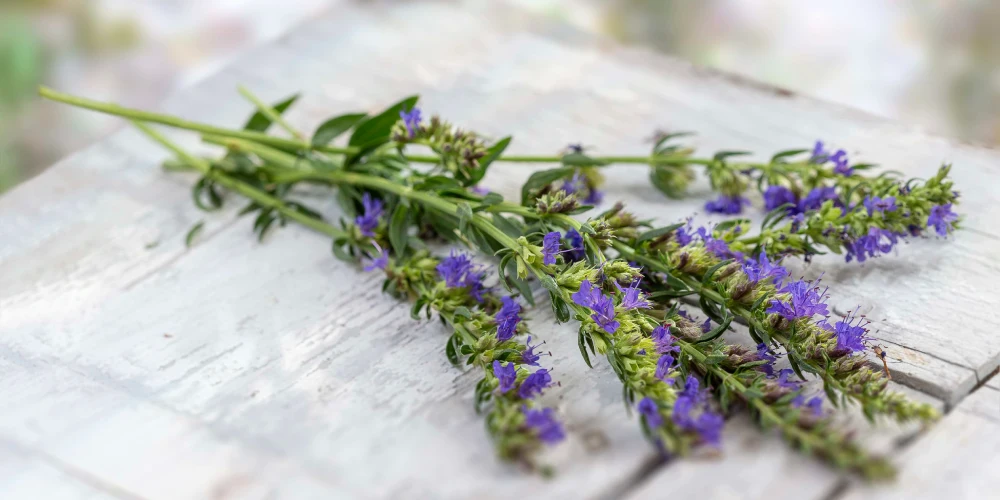 گیاهان دارویی قابل پرورش در خانه