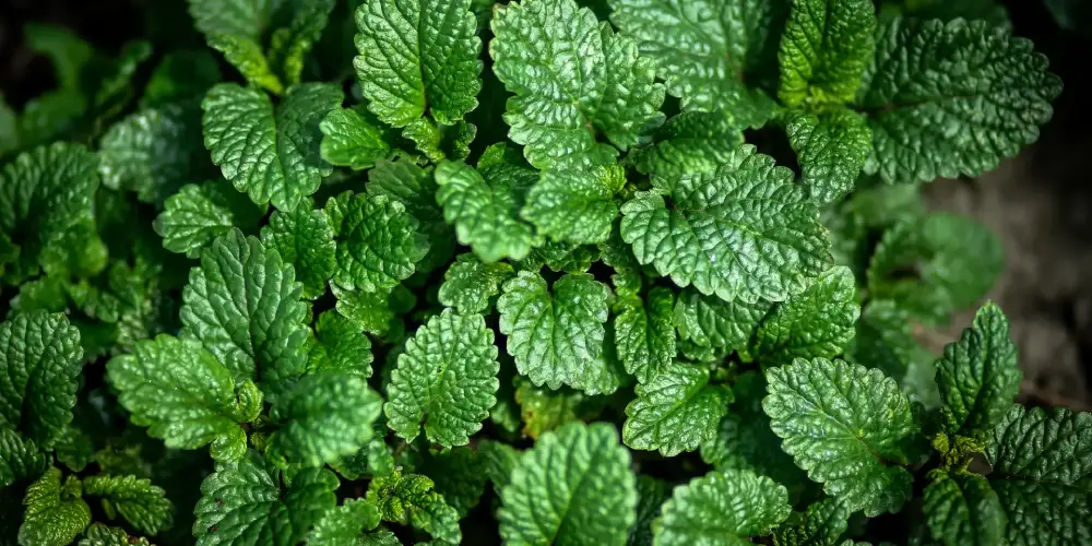 گیاهان دارویی قابل پرورش در خانه