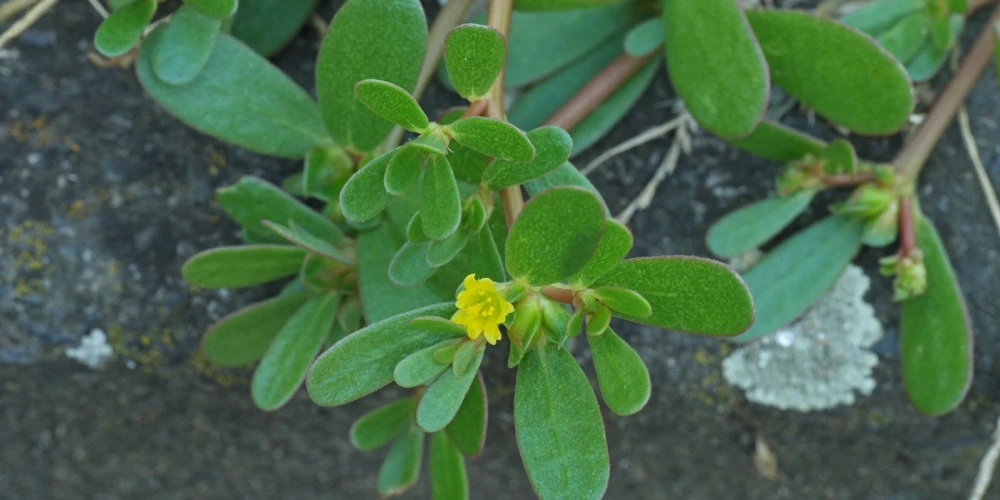 گیاهان دارویی قابل پرورش در خانه
