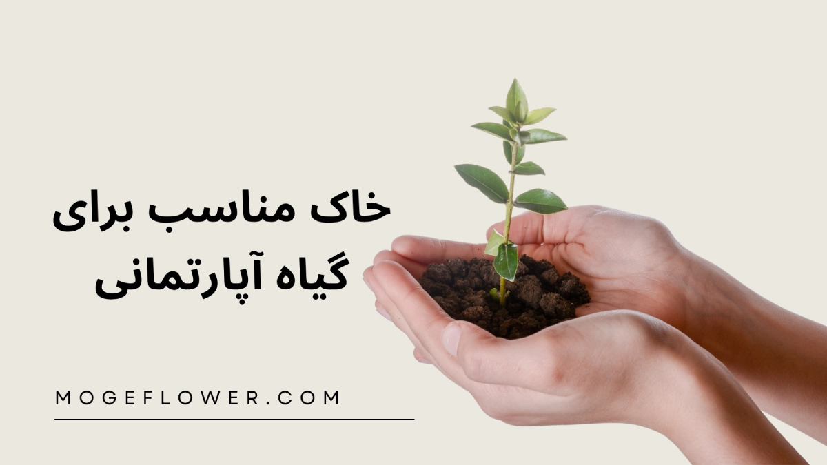 خاک مناسب برای گیاهان آپارتمانی