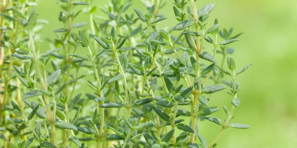 گیاهان دارویی قابل پرورش در خانه