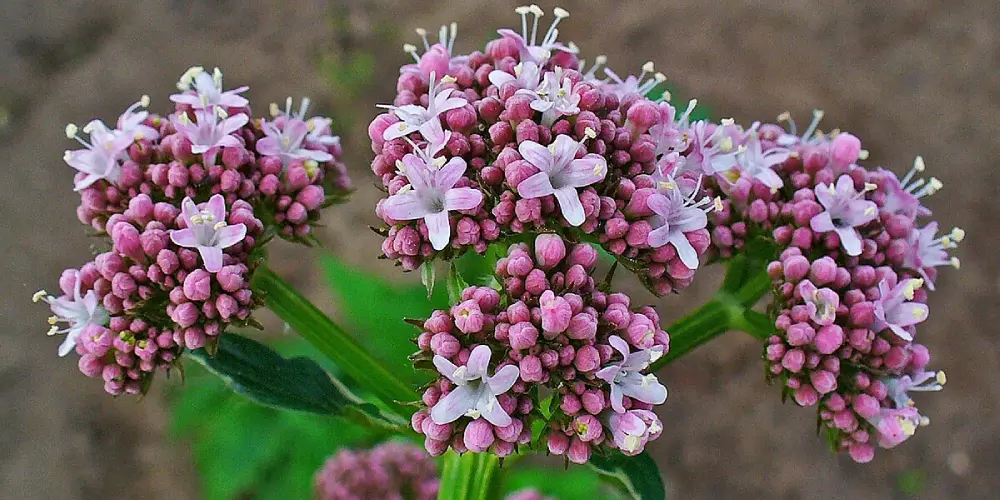 گیاهان دارویی قابل پرورش در خانه