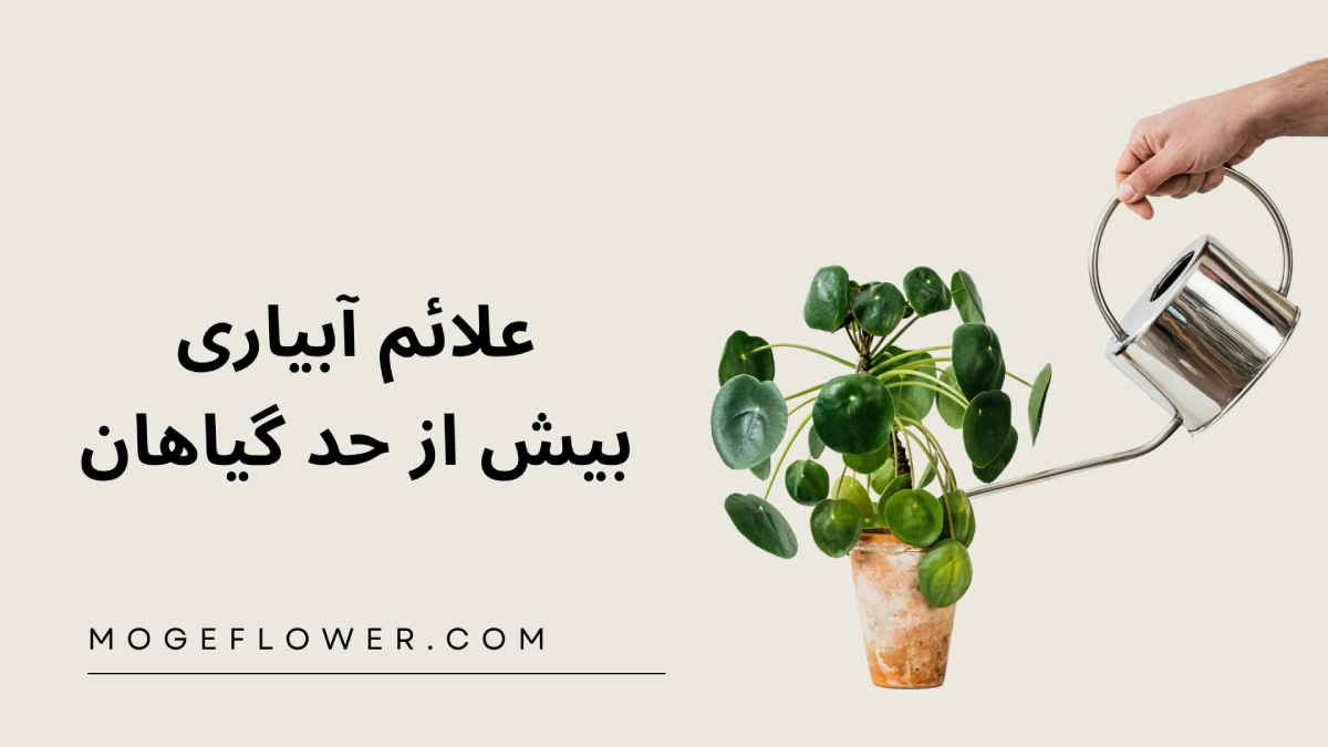 آبیاری بیش از حد گیاهان