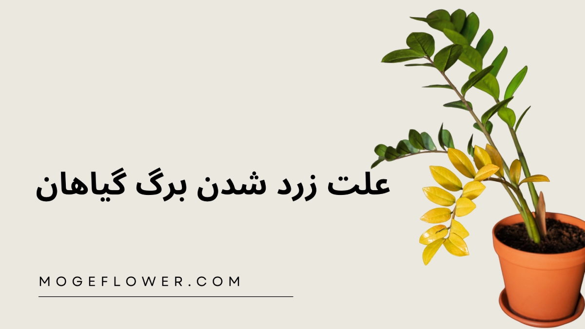 زرد شدن برگ گیاهان