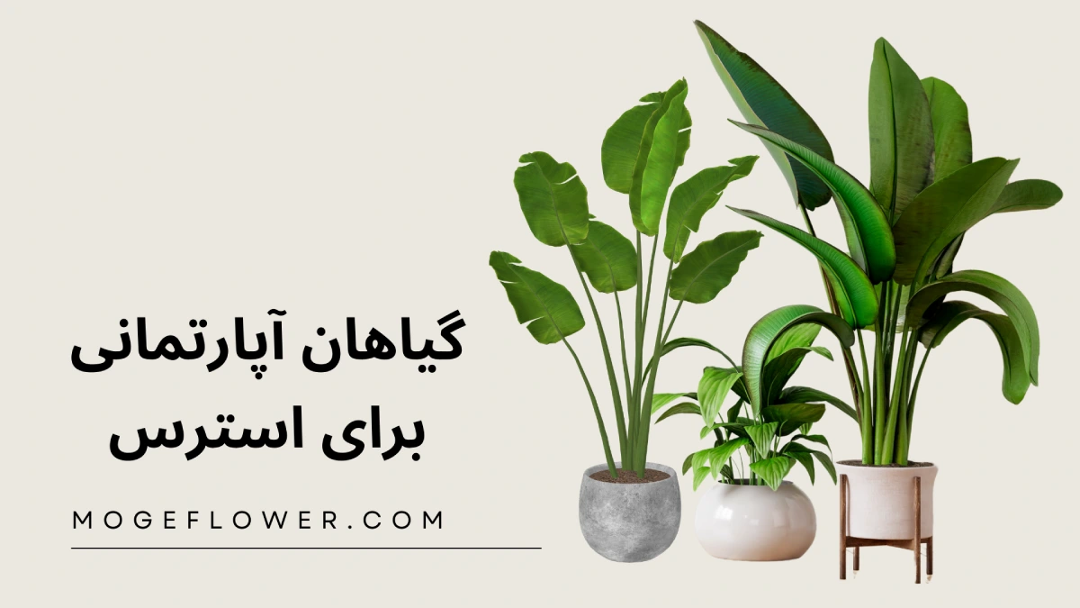 گیاهان آپارتمانی برای استرس