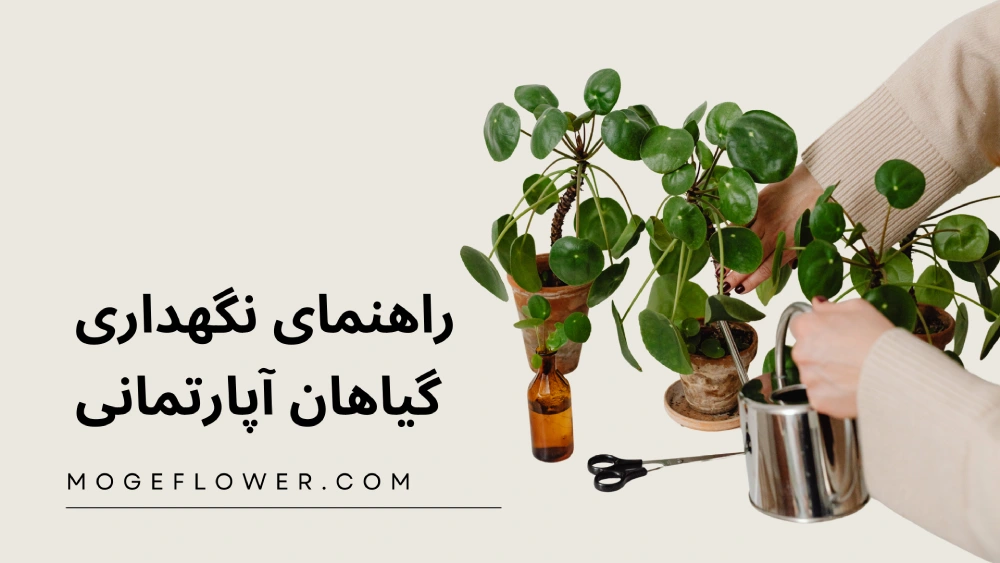 نگهداری گیاهان آپارتمانی