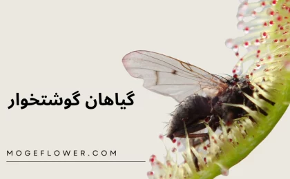 گیاهان گوشتخوار