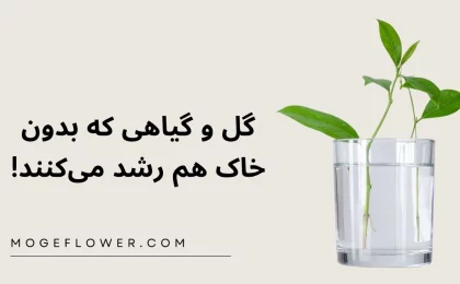 گل و گیاهی که بدون خاک هم رشد می‌کنند