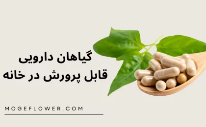 گیاهان دارویی قابل پرورش در خانه