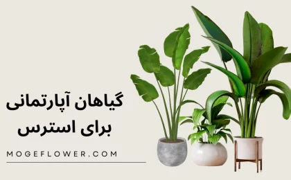 گیاهان آپارتمانی برای استرس