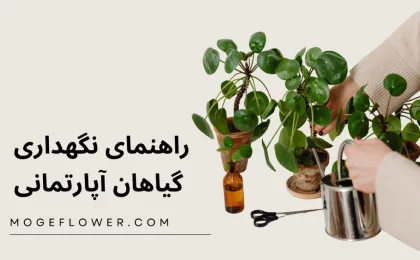 نگهداری گیاهان آپارتمانی