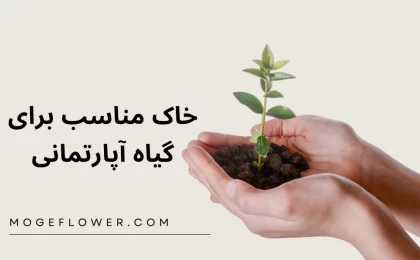 خاک مناسب برای گیاهان آپارتمانی