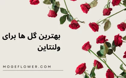 بهترین گل ها برای ولنتاین