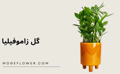 گل زاموفیلیا