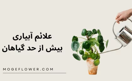 آبیاری بیش از حد گیاهان