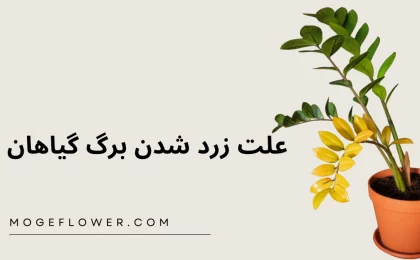 زرد شدن برگ گیاهان